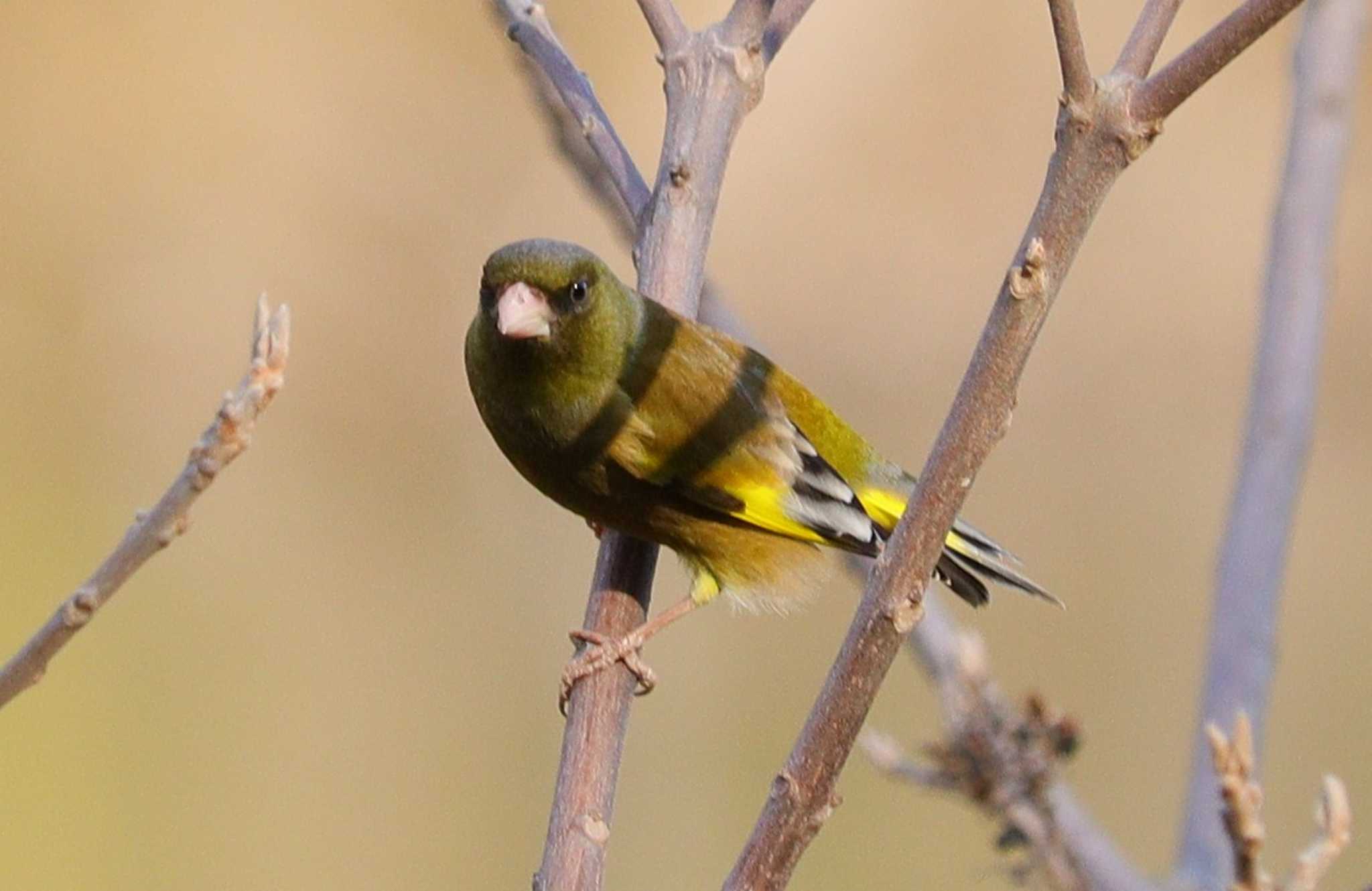 Grey-capped Greenfinch