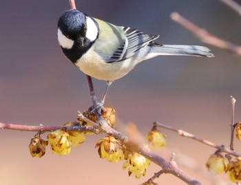 Japanese Tit 鈴鹿青少年の森(三重県) Sat, 3/9/2024