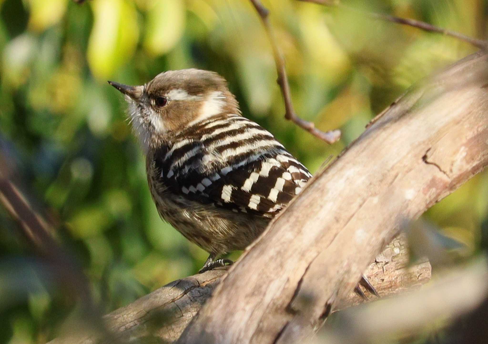 Japanese Pygmy Woodpecker