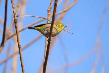 Warbling White-eye 鈴鹿青少年の森(三重県) Sat, 3/9/2024