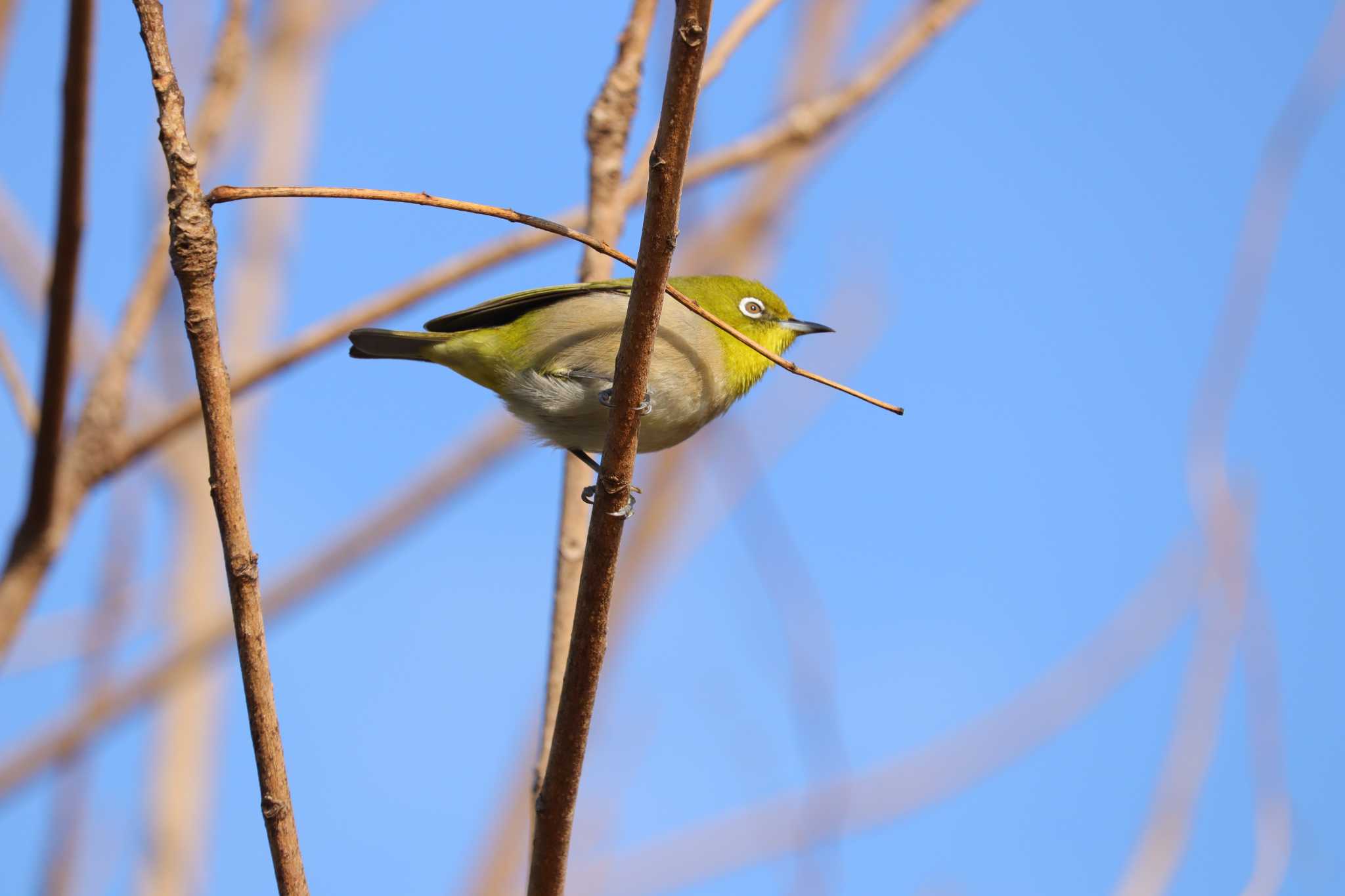 Warbling White-eye