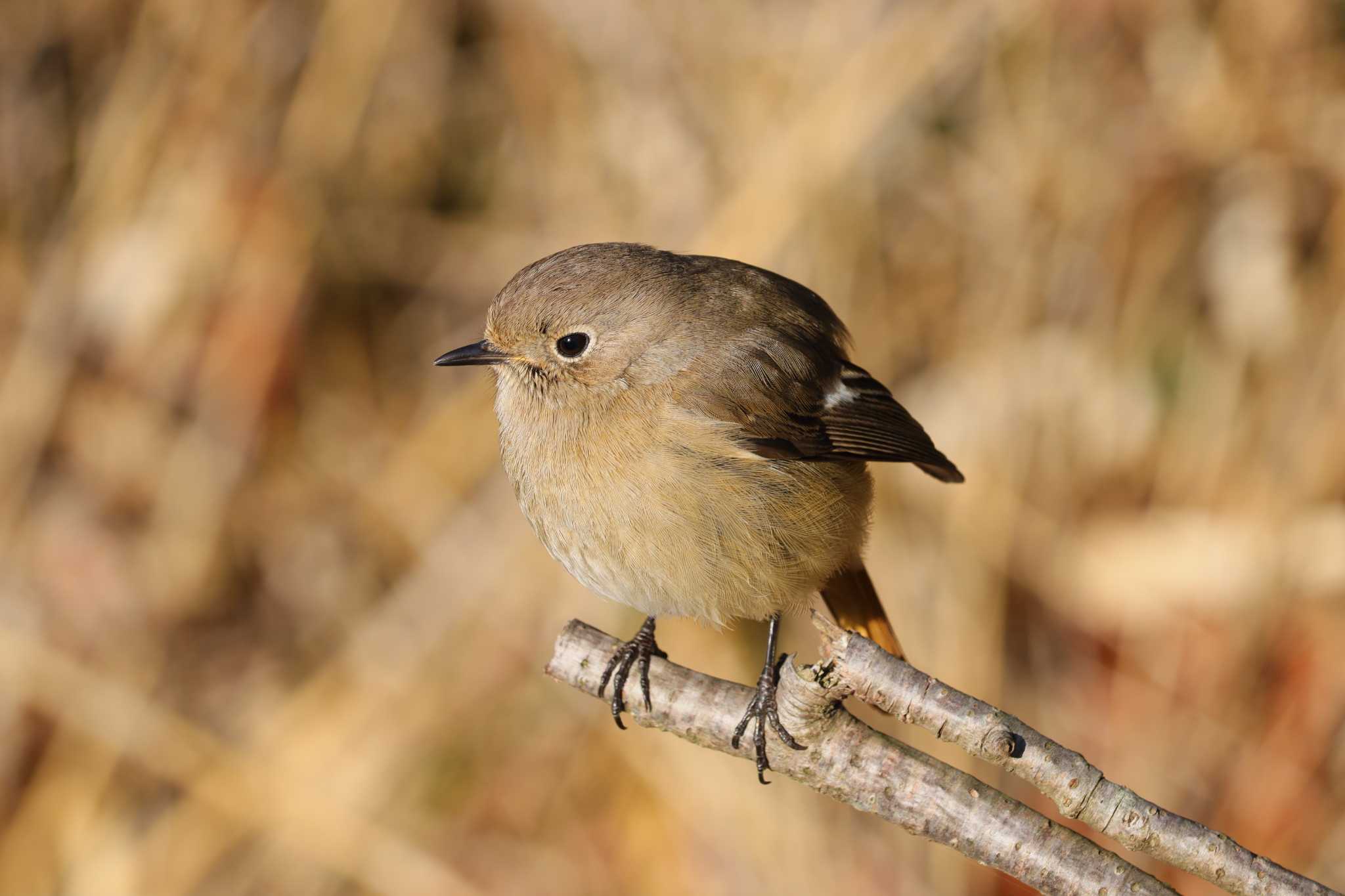 Daurian Redstart