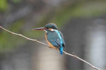 カワセミ 野川 2024年2月29日(木)