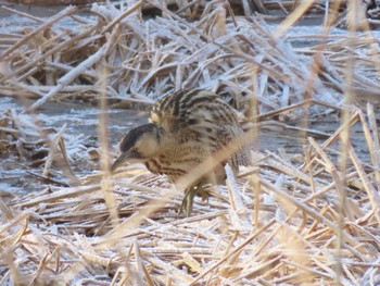 2024年3月4日(月) 宮城県の野鳥観察記録