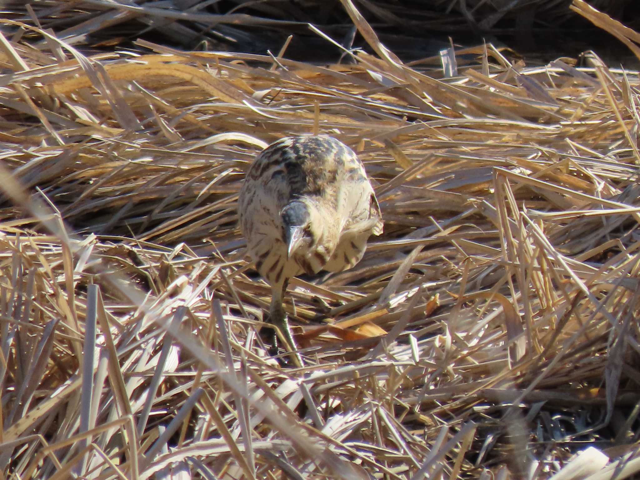 Eurasian Bittern