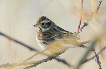 Rustic Bunting 粟生水辺 Sun, 2/4/2024