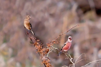 Sun, 2/4/2024 Birding report at 粟生水辺