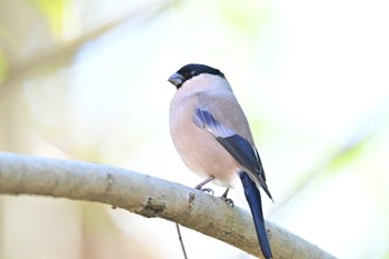 Eurasian Bullfinch さいたま市 Sun, 3/10/2024