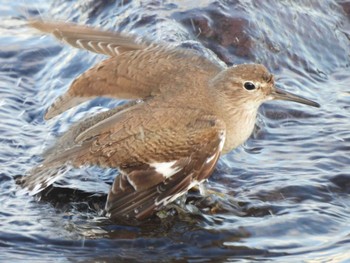 2024年3月10日(日) 東京港野鳥公園の野鳥観察記録