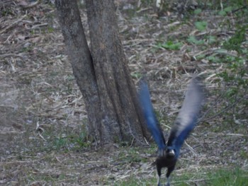 ハシブトガラス 東京港野鳥公園 2024年3月10日(日)