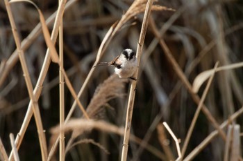 Long-tailed Tit 京都府 Sun, 3/10/2024