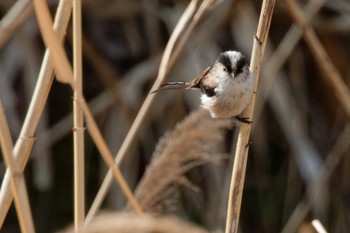 Long-tailed Tit 京都府 Sun, 3/10/2024