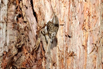 Eurasian Treecreeper 瀧尾古道 Sun, 3/10/2024