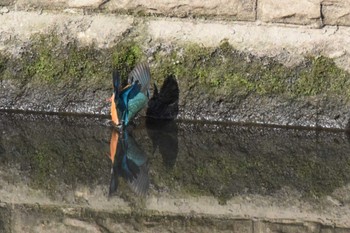 Common Kingfisher 恩智川治水緑地 Sun, 3/10/2024