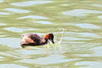 カイツブリ 矢木羽湖 2024年3月10日(日)