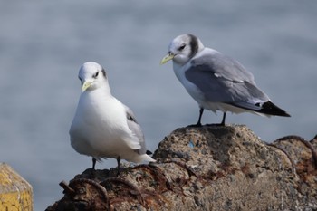 ミツユビカモメ 銚子漁港 2024年3月2日(土)