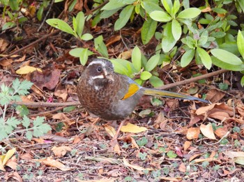 White-whiskered Laughingthrush 阿里山国家森林遊楽区 Tue, 3/5/2024