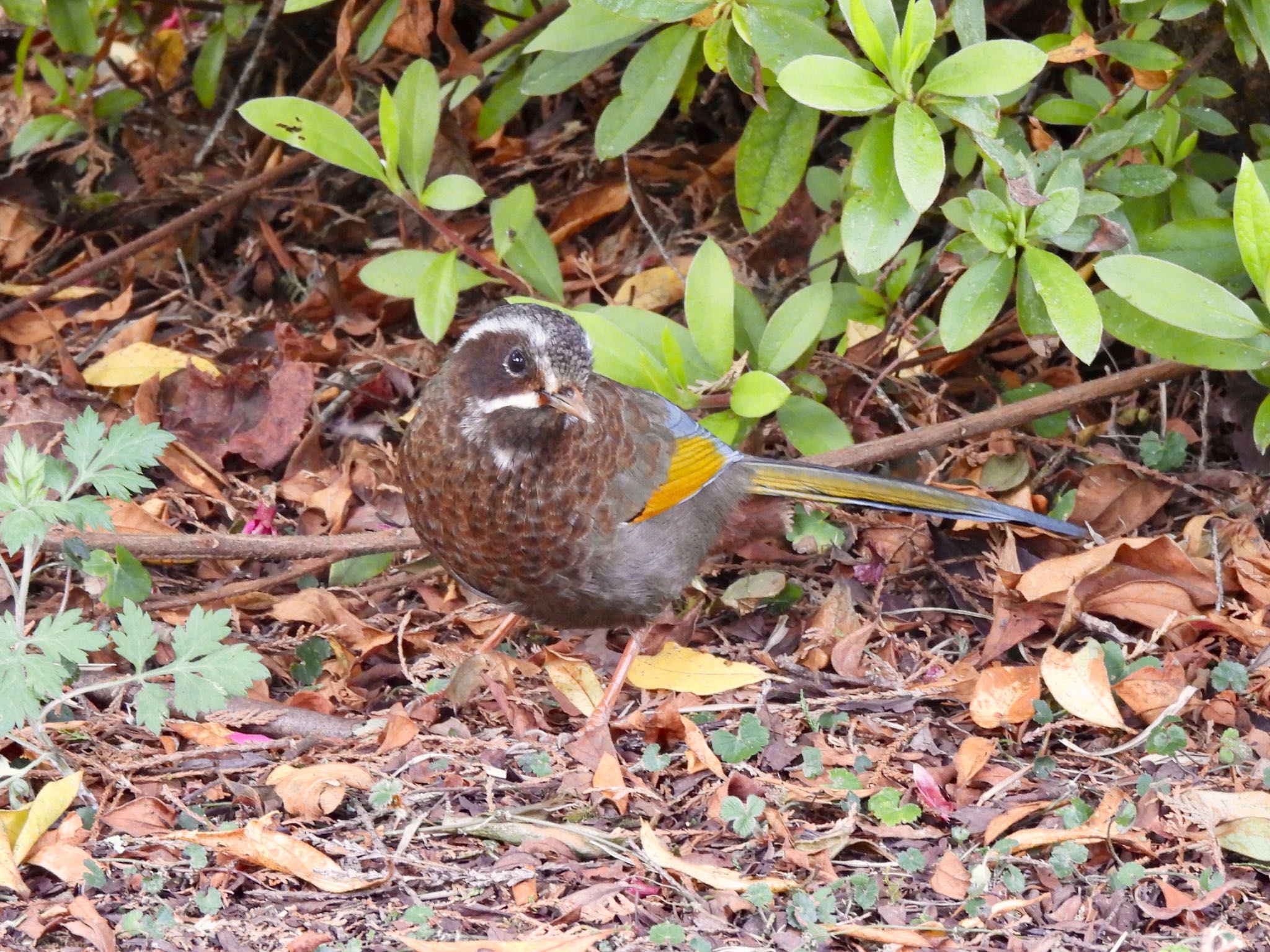 Photo of White-whiskered Laughingthrush at 阿里山国家森林遊楽区 by カモちゃん