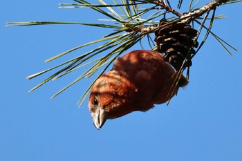 Red Crossbill 静岡県立森林公園 Sun, 3/10/2024