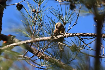 Red Crossbill 静岡県立森林公園 Sun, 3/10/2024