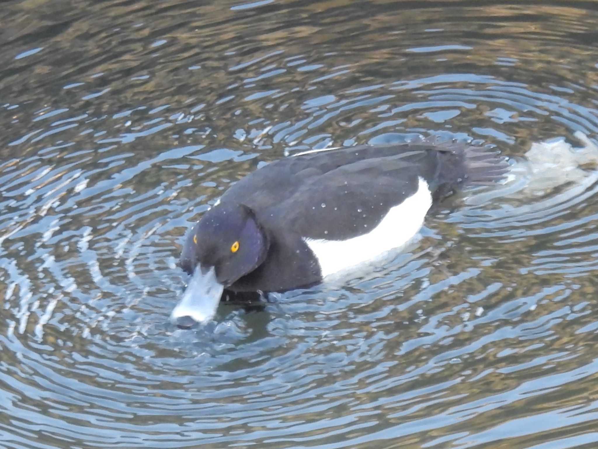 Tufted Duck