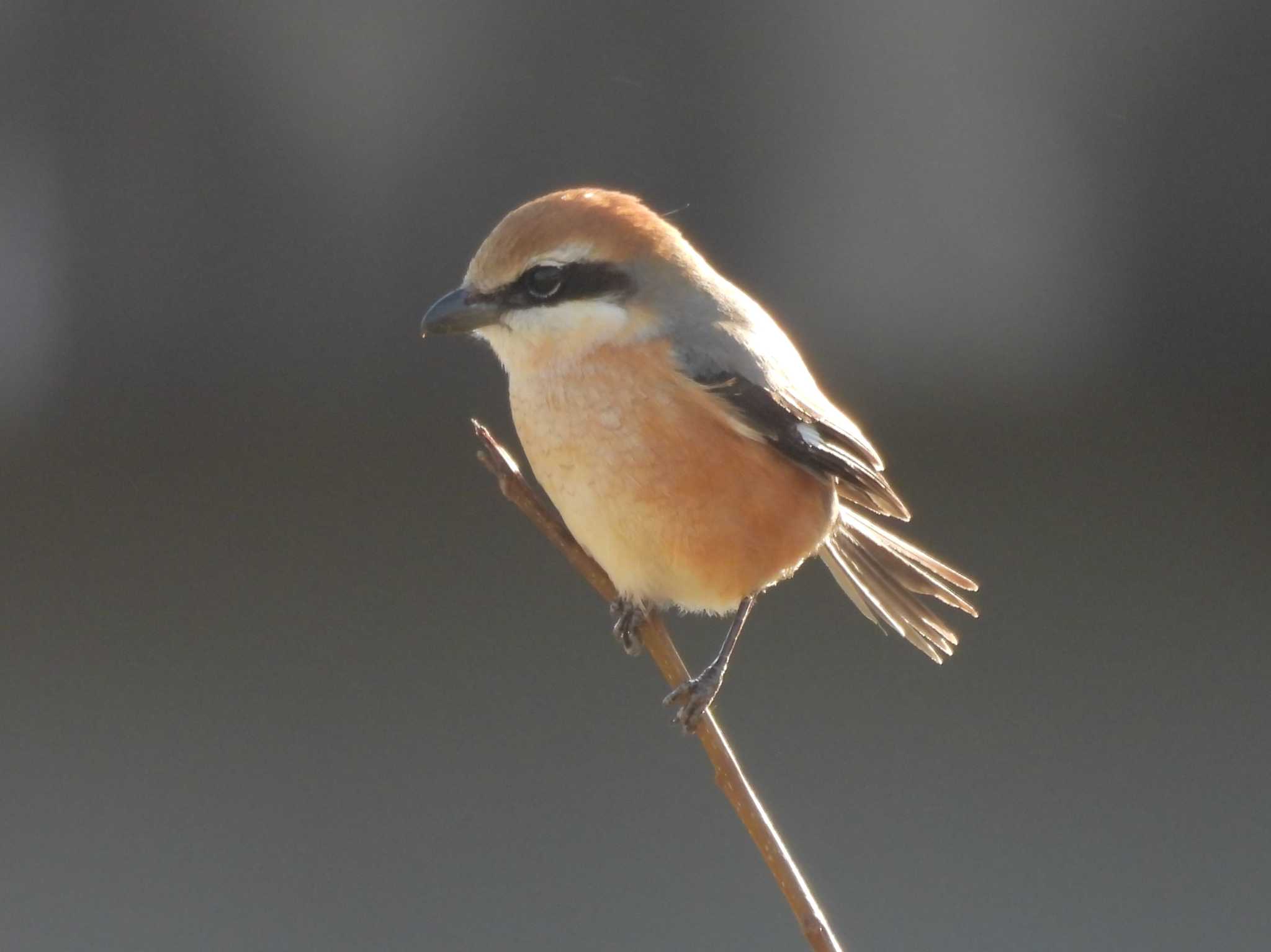 Bull-headed Shrike