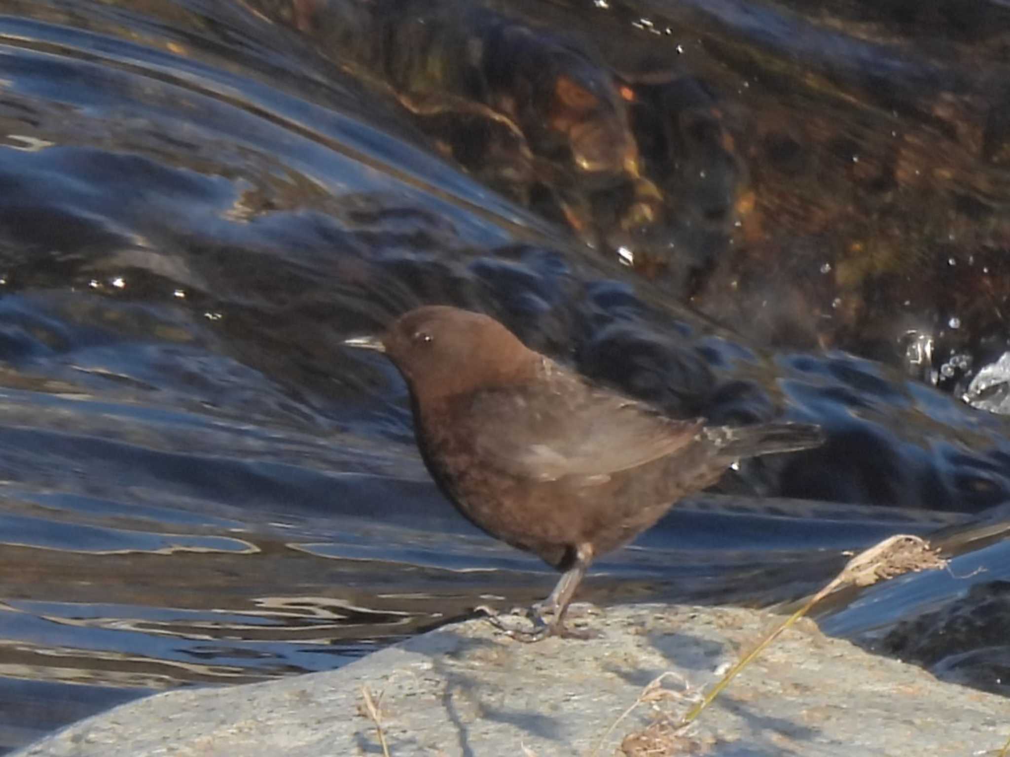 Brown Dipper