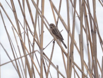 Common Reed Bunting 伊庭内湖 Sun, 3/10/2024