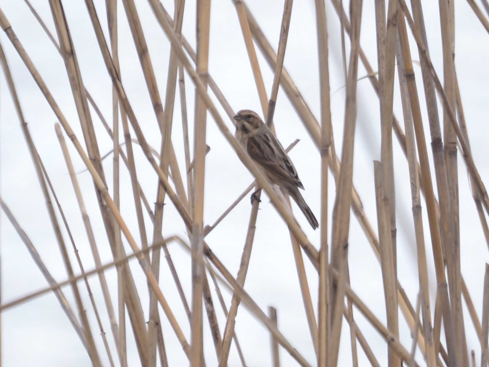 Photo of Common Reed Bunting at 伊庭内湖 by マル