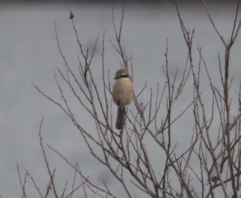 Bull-headed Shrike 伊庭内湖 Sun, 3/10/2024