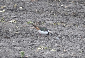 Northern Lapwing 伊庭内湖 Sun, 3/10/2024