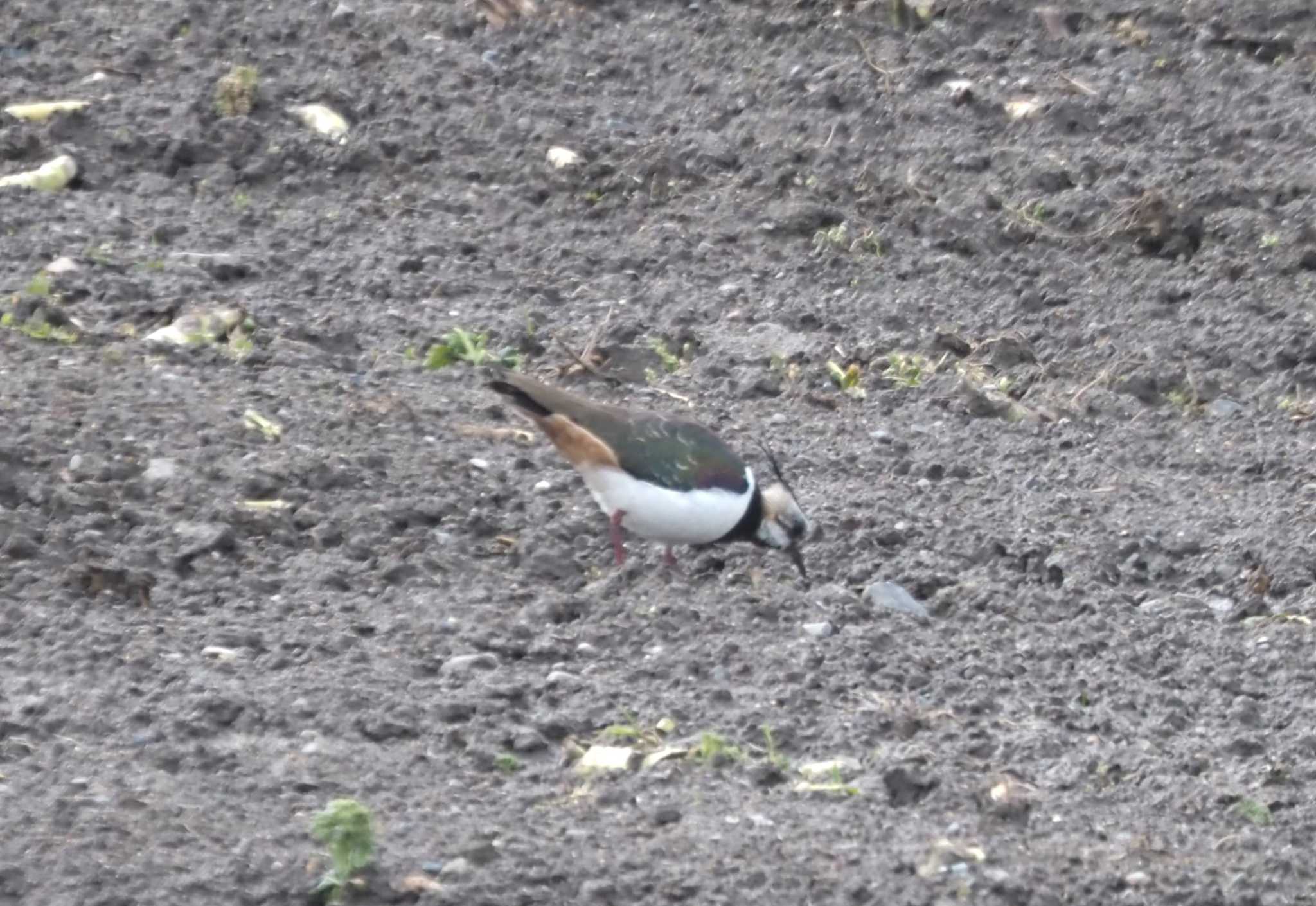 Photo of Northern Lapwing at 伊庭内湖 by マル