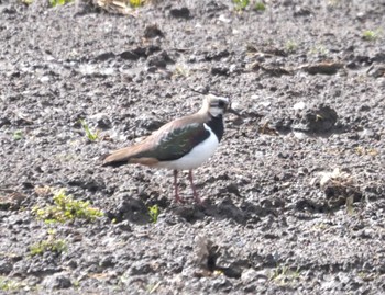 Northern Lapwing 伊庭内湖 Sun, 3/10/2024