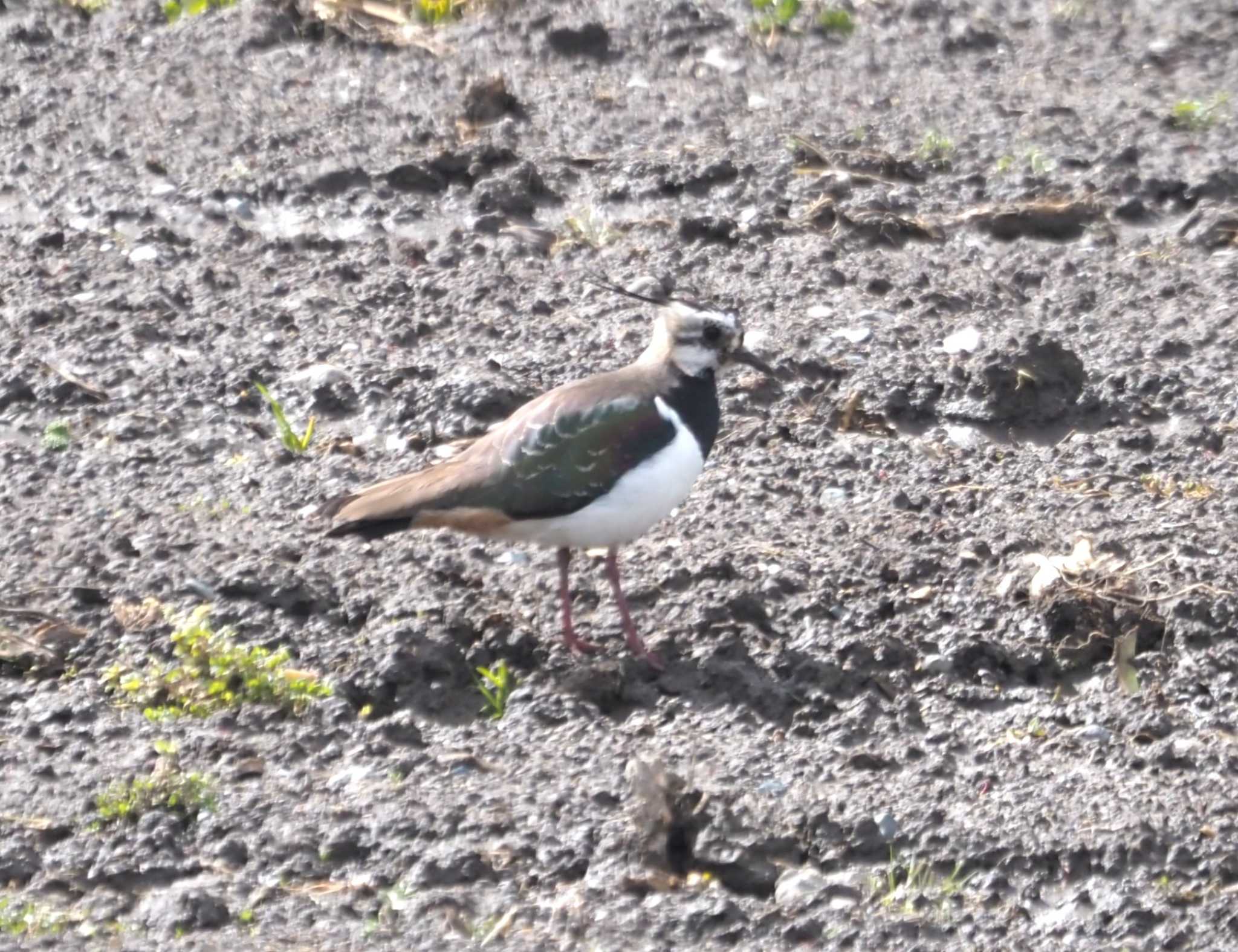 Photo of Northern Lapwing at 伊庭内湖 by マル