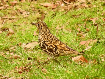 2024年3月10日(日) 東京都立桜ヶ丘公園(聖蹟桜ヶ丘)の野鳥観察記録