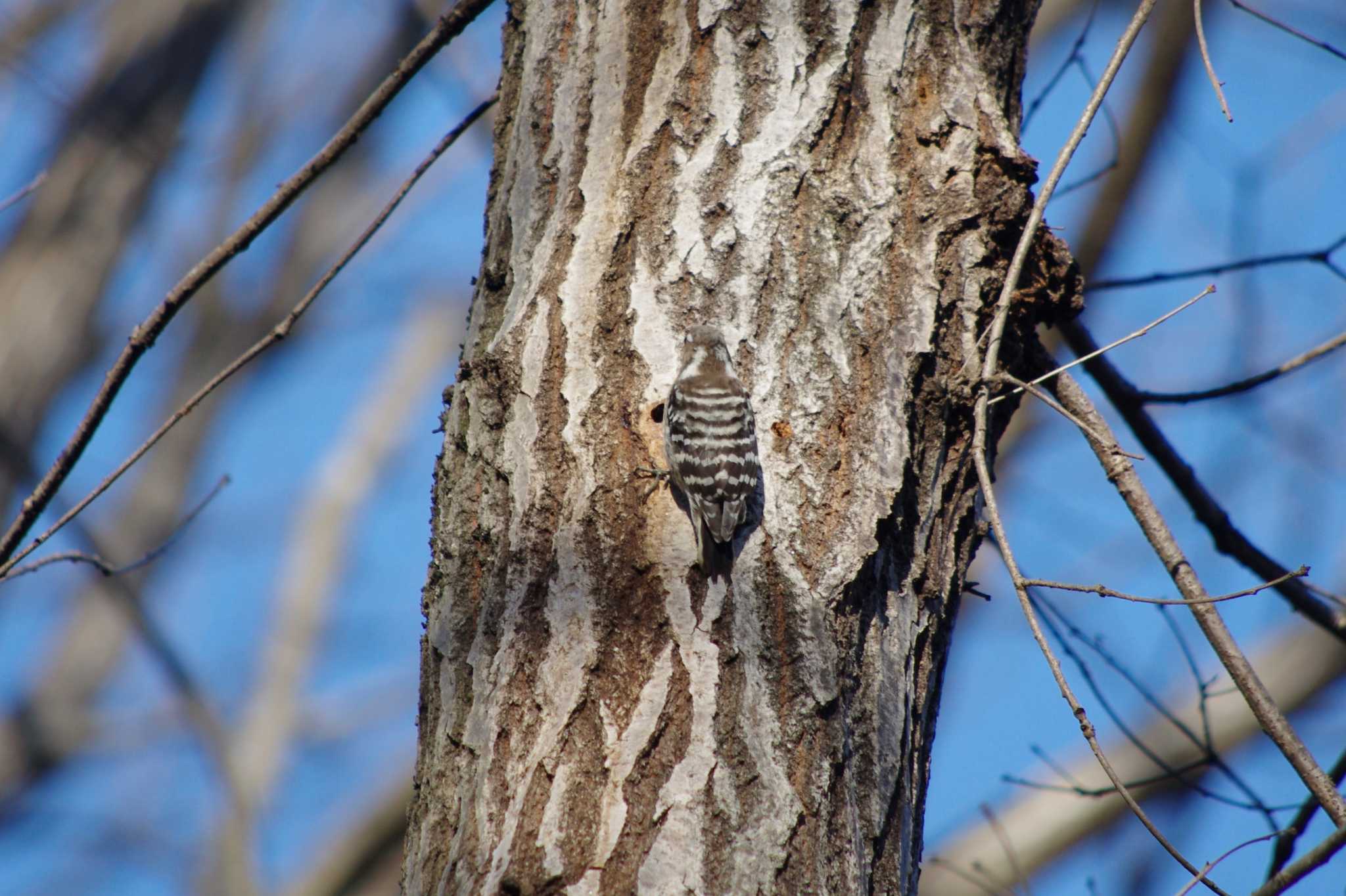 Japanese Pygmy Woodpecker