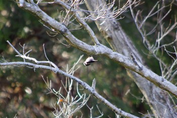 Long-tailed Tit 牛久自然観察の森 Sun, 3/10/2024