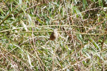 Siberian Long-tailed Rosefinch 牛久自然観察の森 Sun, 3/10/2024