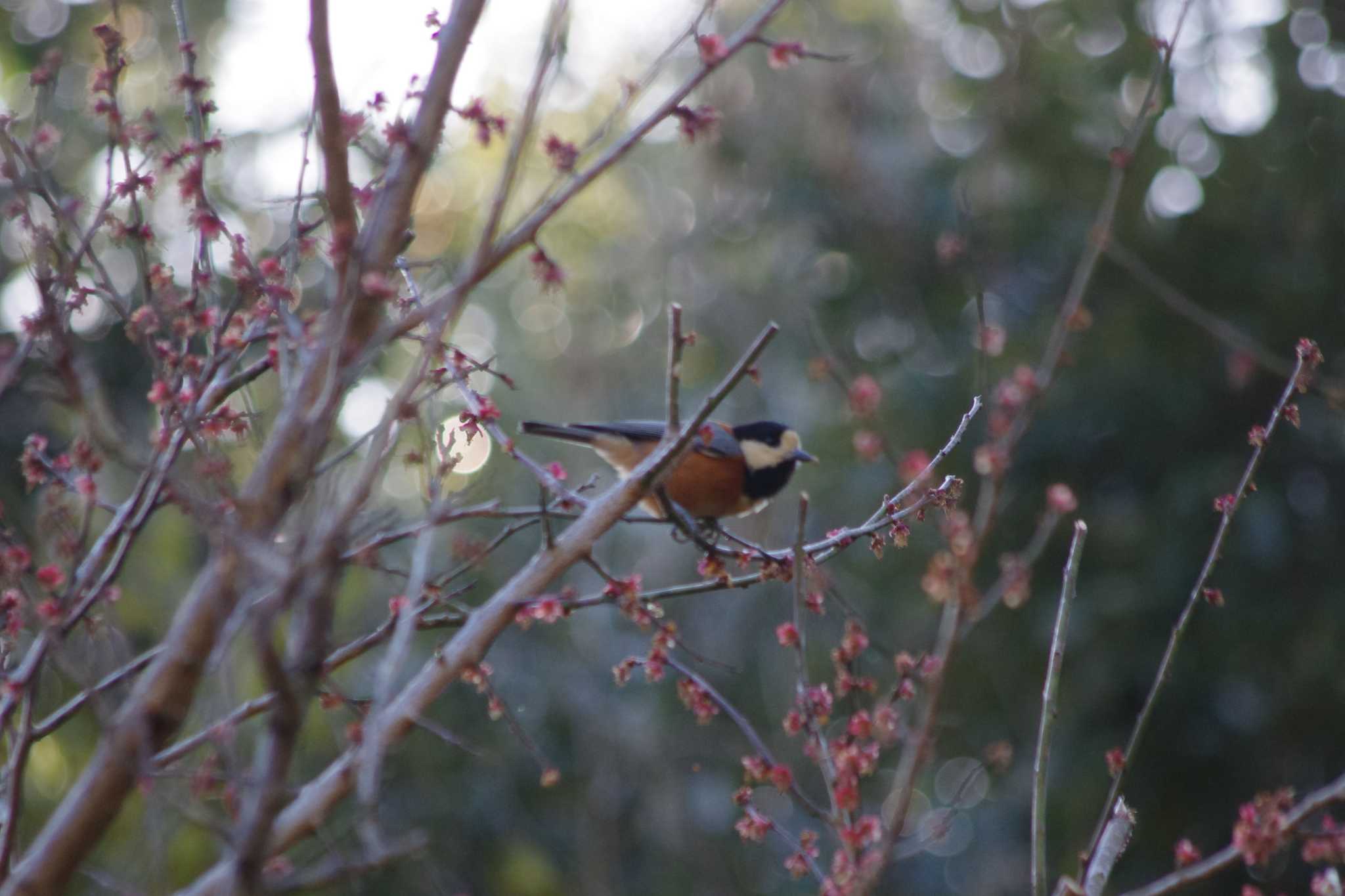 Photo of Varied Tit at 牛久自然観察の森 by アカウント15604