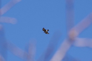 Eastern Buzzard 牛久自然観察の森 Sun, 3/10/2024