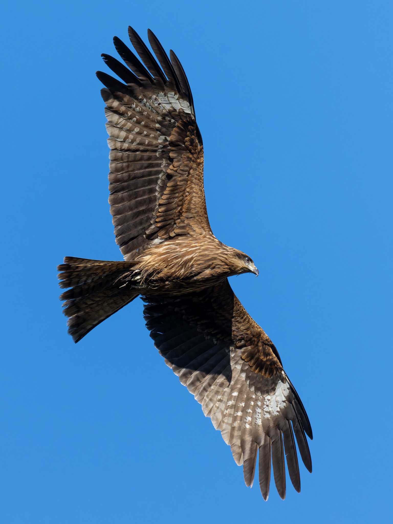 Black Kite