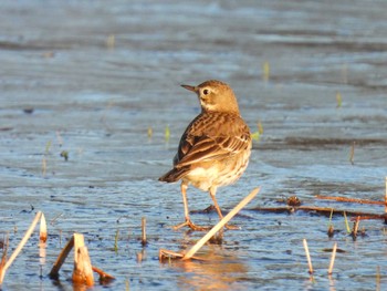 Water Pipit Minuma Rice Field Sun, 3/10/2024