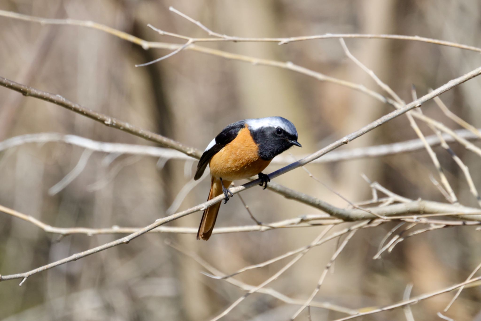 Photo of Daurian Redstart at 宮田用水(蘇南公園前・江南市) by ベルサス