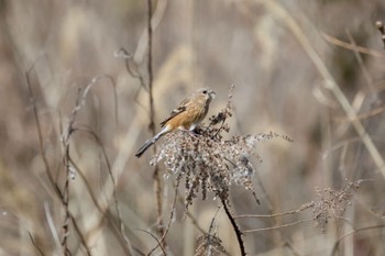 Siberian Long-tailed Rosefinch 宮田用水(蘇南公園前・江南市) Sun, 3/10/2024