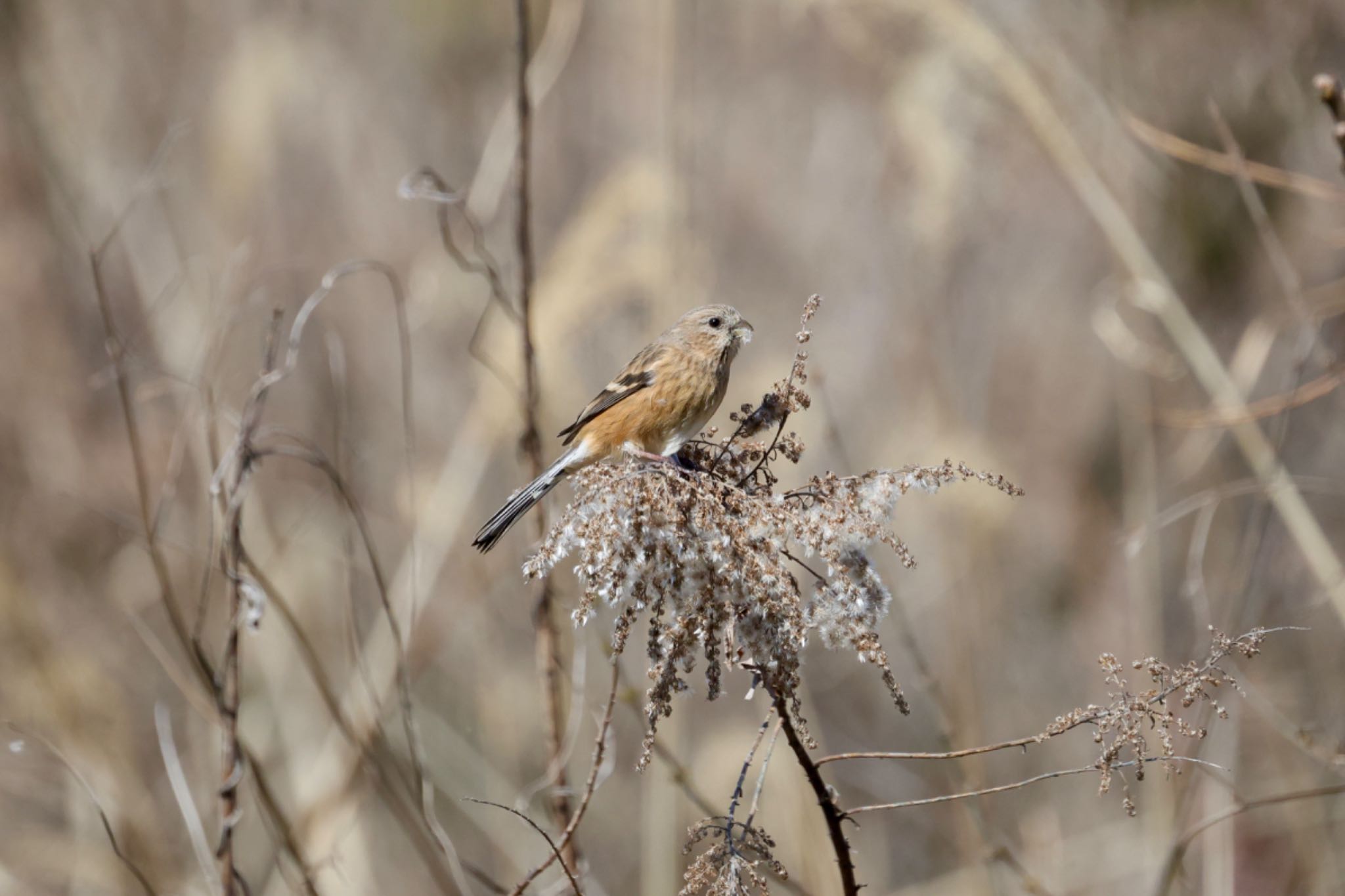 Siberian Long-tailed Rosefinch