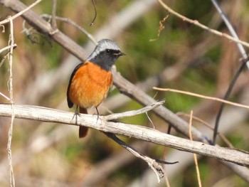 Daurian Redstart Minuma Rice Field Sun, 3/10/2024