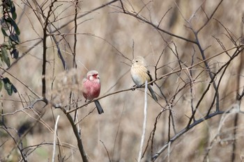 Siberian Long-tailed Rosefinch 宮田用水(蘇南公園前・江南市) Sun, 3/10/2024