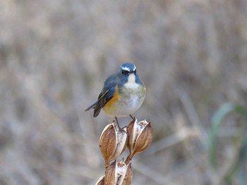 Red-flanked Bluetail 狭山丘陵 Mon, 1/8/2024