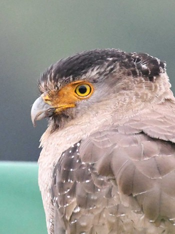 Crested Serpent Eagle Iriomote Island(Iriomotejima) Sun, 3/10/2024