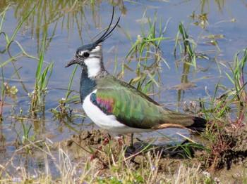 Northern Lapwing 京都 Sun, 3/10/2024